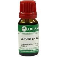 LACHESIS LM 18 Dilution