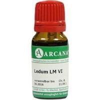 LEDUM LM 6 Dilution